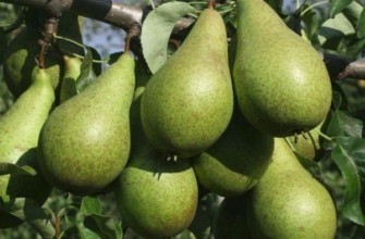 ผลลูกแพร์