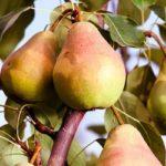 ผลลูกแพร์