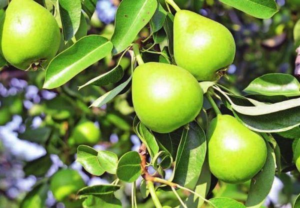 Poires à petits fruits