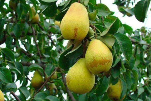 Ramification de la couronne