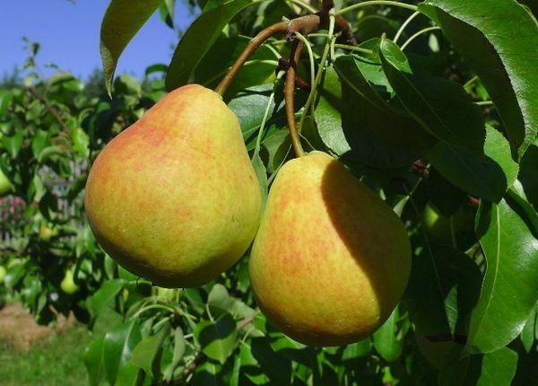 poires mûres