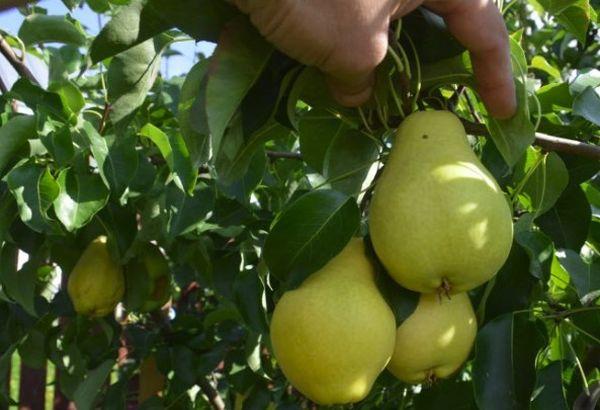 une branche avec des poires