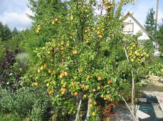 ต้นแพร์