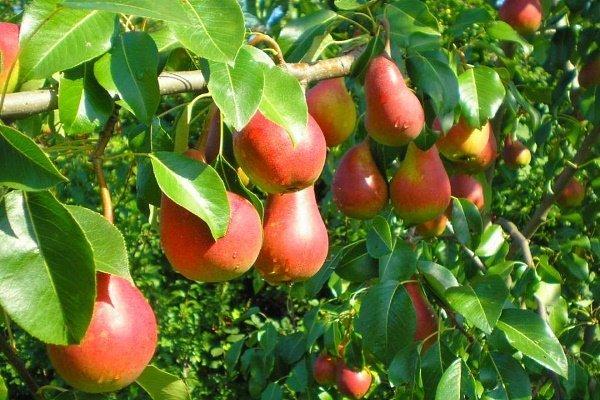 ลูกแพร์ดาลิกอร์