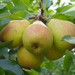 กิ่งที่มีลูกแพร์