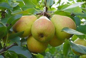 รายละเอียดและลักษณะเฉพาะของพันธุ์ลูกแพร์ Yakovlev Memory การปลูกและการดูแล