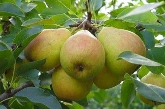 กิ่งที่มีลูกแพร์