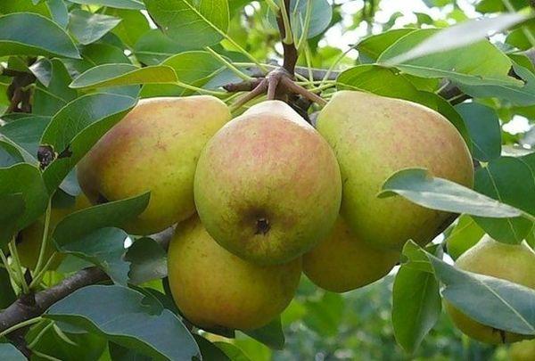 กิ่งที่มีลูกแพร์