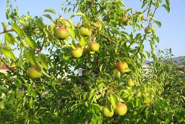 ผลลูกแพร์