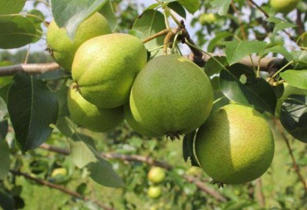 ลูกแพร์สุก