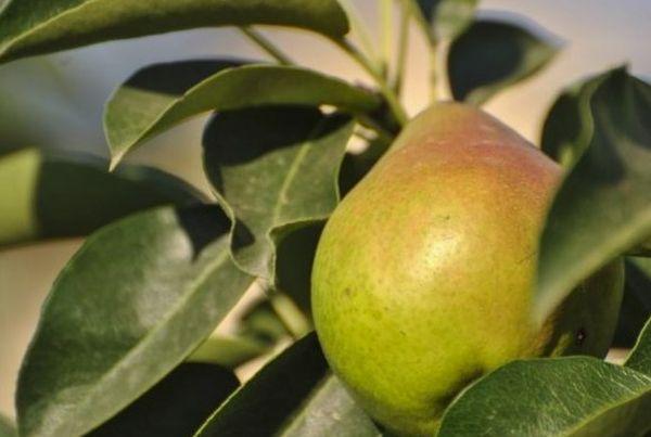 ลูกแพร์ยาโคฟเลฟ