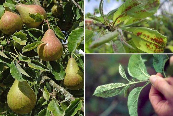 เพลี้ยอ่อนบนต้นแพร์