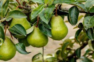 ลักษณะและลักษณะของลูกแพร์พันธุ์จัสต์มาเรีย การปลูกและการดูแล