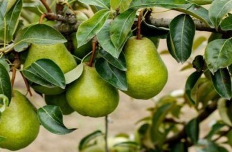 ลูกแพร์มาเรียเท่านั้น