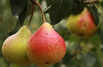 ลูกแพร์สุก