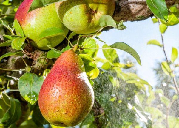 ผลลูกแพร์