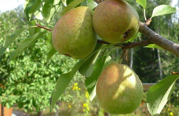 ผลไม้สุก