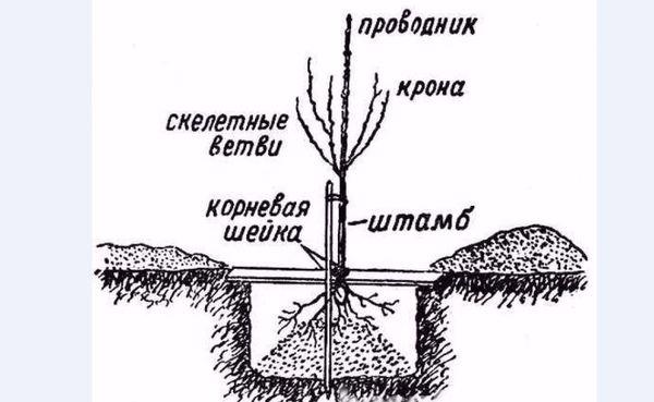 แผนผังผังงาน