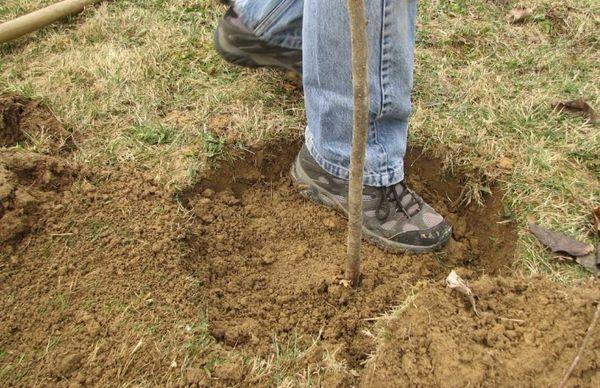 planter un poirier