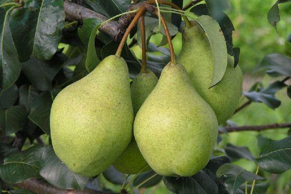 ลูกแพร์ จัสท์ มาเรีย