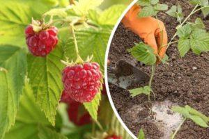 วิธีที่ดีที่สุดในการให้อาหารราสเบอร์รี่ในช่วงสุกและหลังการเก็บเกี่ยวคืออะไร?