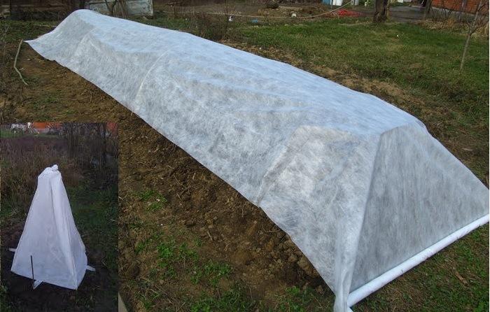 การคลุมลูกเกดสำหรับฤดูหนาว