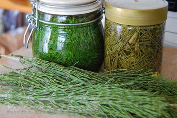 หางม้าทุ่ง