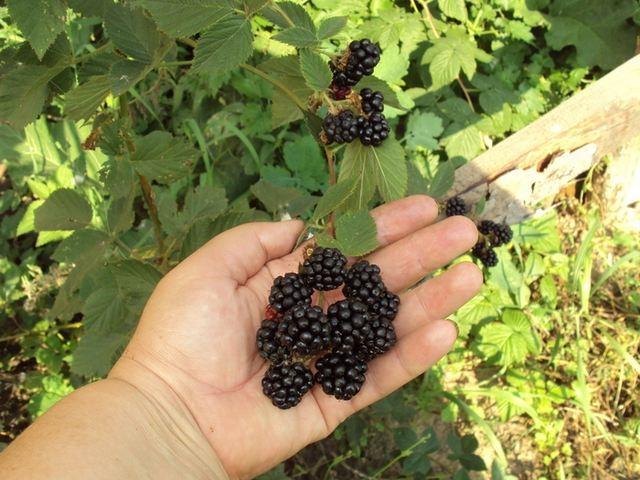 แบล็กเบอร์รี่ในมือ