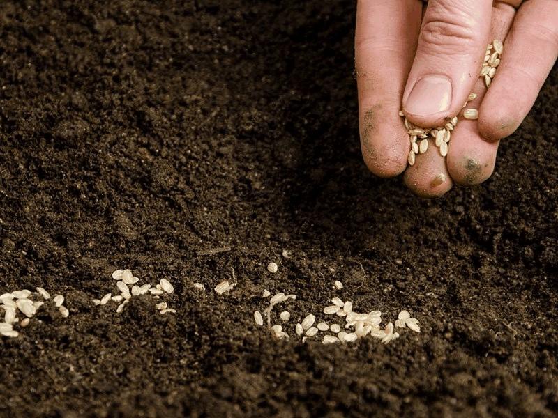 การปลูกผักชีฝรั่ง