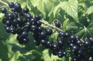 ทำไมลูกเกดดำจึงแห้งและควรทำอย่างไรกับมัน