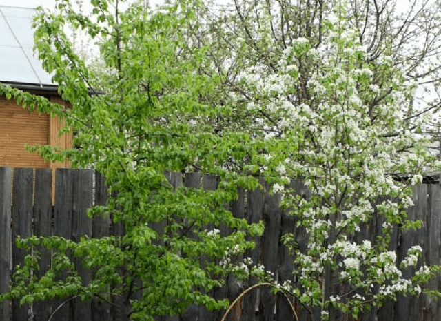 การปลูกต้นแพร์ที่ไม่ถูกต้อง