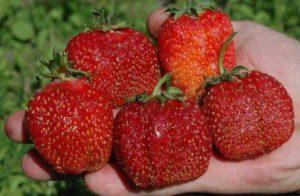 ลักษณะและลักษณะของสตรอว์เบอร์รีพันธุ์เซเฟอร์ กฎการปลูกและการดูแลรักษา