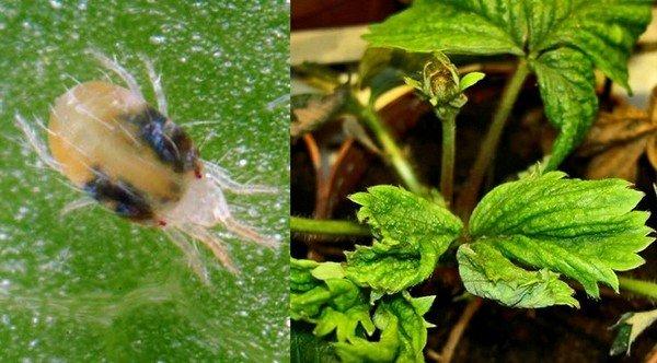 ไรสตรอเบอร์รี่