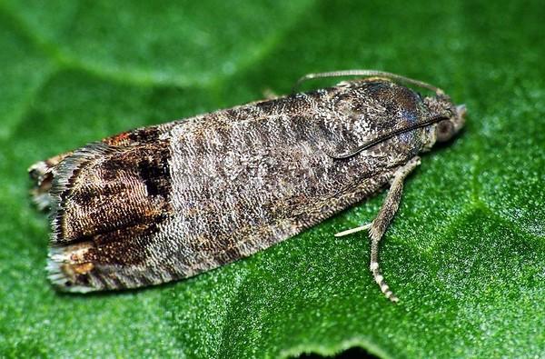 มอดพลัมคอดลิ่ง