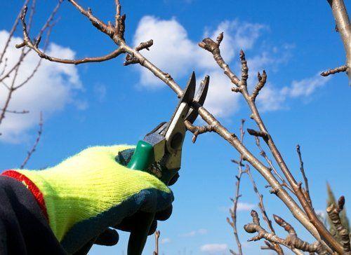 การขึ้นรูปไม้