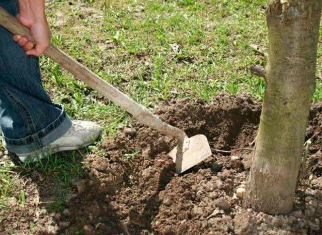 การกำจัดวัชพืชรอบลำต้น