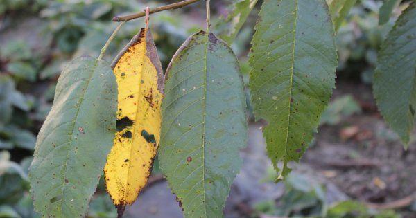 โรคโคโคไมโคซิสเชอร์รี่