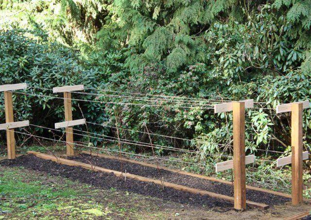 การปลูกเทป