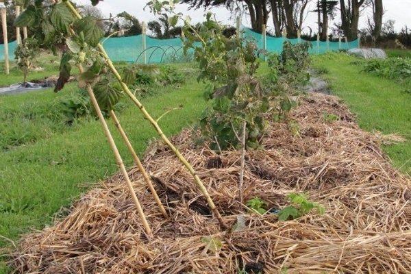 พุ่มไม้กำบัง