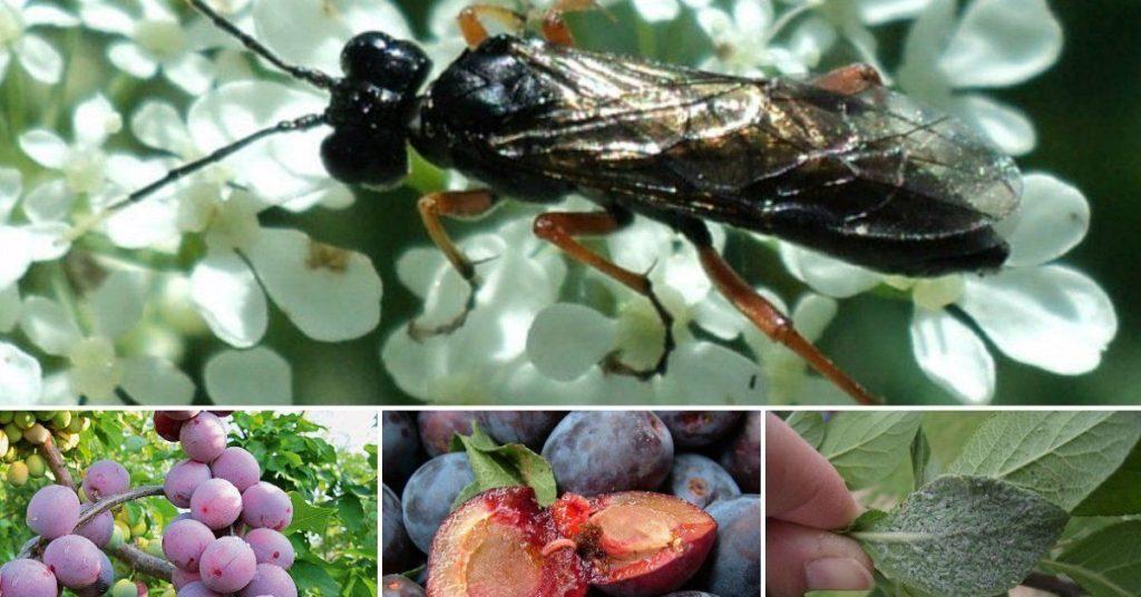 ศัตรูพืชพลัม