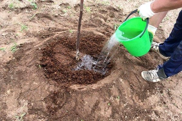 การใส่ปุ๋ยต้นไม้