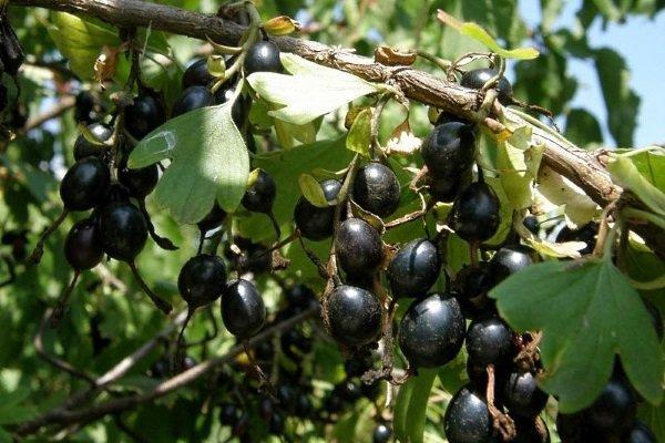 ลูกเกดเออร์มัก