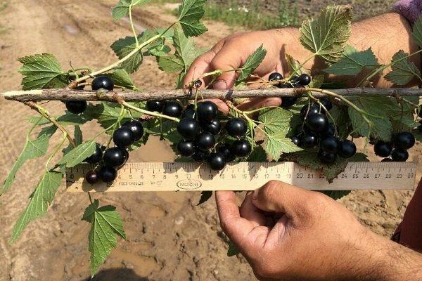 คำอธิบายพันธุ์ลูกเกด Exotica การปลูกและการดูแล