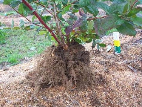 การปลูกบลูเบอร์รี่