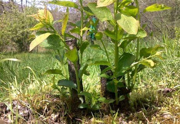 หน่อที่ราก