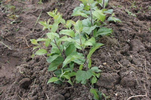 หน่อโคนต้น