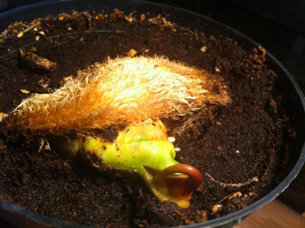 วิธีการปลูก