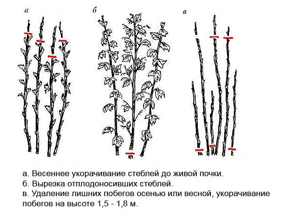 การตัดแต่งกิ่งราสเบอร์รี่