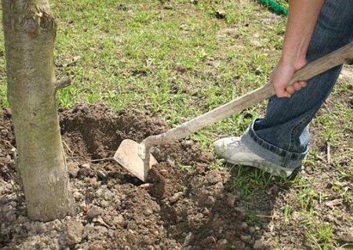 การดูแลวงรอบลำต้นไม้