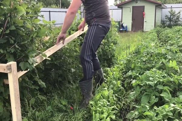 กฎของพร็อพ